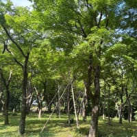 土壇場で愛を選び切った夢の話