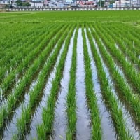 効果と不効果（幸か不幸か^^;）