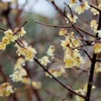 愛知県植木センター　2025梅