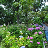 多摩川台公園あじさい園　　山一面に色々のあじさいが咲いています　　　1