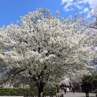 閑話休題：池上の桜と洗足池