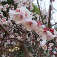 2025年3月9日 近所の公園の梅、木瓜