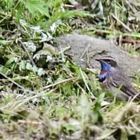 オガワコマドリに出会う‼️     2025.4.28   撮影