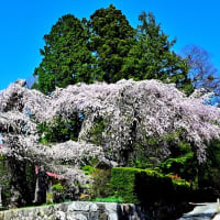 富士見町内の古木桜