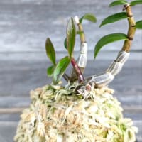 石鎚系