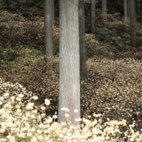 林床に咲くミツマタ