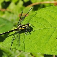 コサナエ、シオヤトンボ、コミスジ