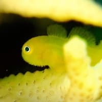 ひげみたいで