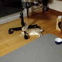 うさぎの漣