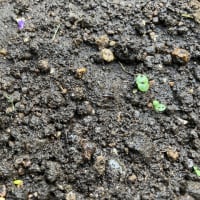 バジルの発芽