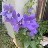 『久我山歳時記』（67）〜小暑となり、暑中お見舞い