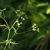 大山鹿スペシャル　夏野菜カレー