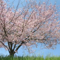 桜KURAKURA！（最終回）花見にはおむすびが最強！