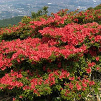 福智山頂は山つつじの花が満開