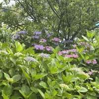 歩きだから見つけられる隠れている紫陽花