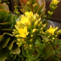 クレマチス誘引と黄色の花