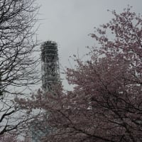 錦町公園の桜
