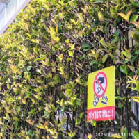 【ポイ捨て禁止】サザンカの生垣に設置