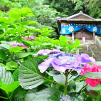 安田町「不動堂」のあじさい祭り