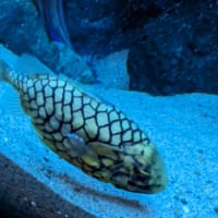 水族館