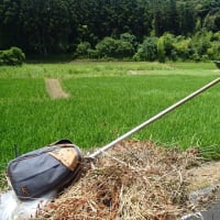 夏の野菜への水やり、溝にバケツでジャー(2025/7/6)