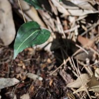 治療の合間の花散策！（ジガバチソウとイチヤクソウ、それと初見のケリと！）