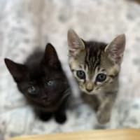 猫の譲渡会