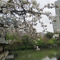 檜町公園の桜　2024.04.05