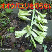 オオウバユリを切り倒さないで　!