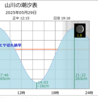 鯵釣り