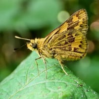 7月最初の教室　ヤマユリ咲く森