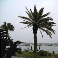 128 OCEAN BOULEVARD