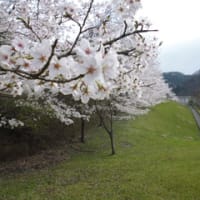 桜満開！日吉ダム