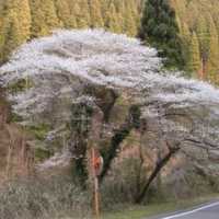 桜、桜、桜・・・。