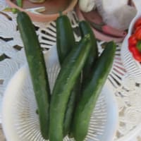 西瓜の収穫