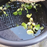 白メダカ稚魚ちゃん🎶お引っ越しー。