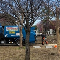 東京では桜の開花宣言