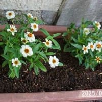 花いろいろ