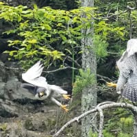 ハヤブサ　成鳥のバトル