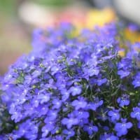 花も綺麗に咲いて来ました