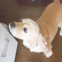 犬捕り棒