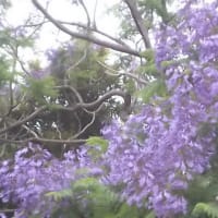 世界三大名木ジャカランダの花が咲く