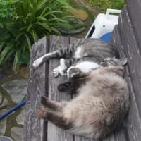 外猫さんはお団子してご飯待ち♪
