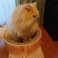 ネコの爪切りを失敗する