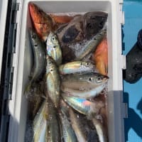 宝昌丸　6月21日の釣果