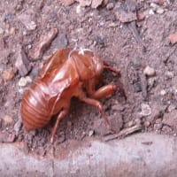 アブラゼミ