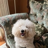 トリミング🐩