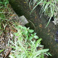 餌獲り