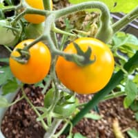 プランター菜園