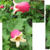 ≪ソヨゴ≫の花、「オリーブ」の花、「クレマチス」
